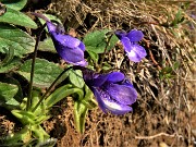 19 Pinguicula leptoceras ( Erba-unta-bianco-maculata) alle sorgenti 